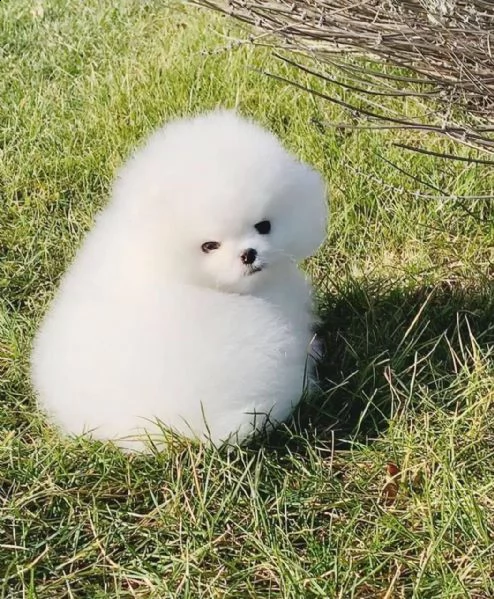 spitz di pomerania nano/bianco