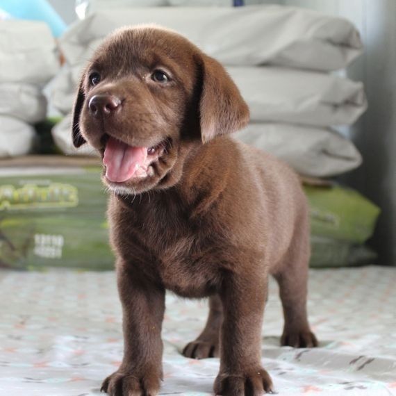 simpatici cuccioli di labrador retriever in adozione | Foto 2