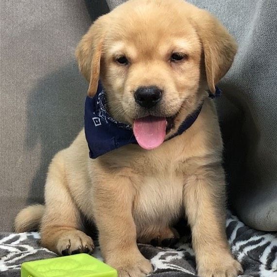 simpatici cuccioli di labrador retriever in adozione | Foto 1