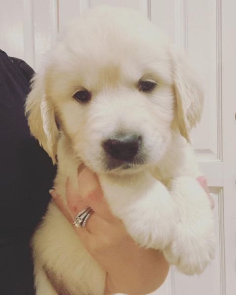 disponibili bellissimi cuccioli di golden retriever, maschio e femmina regalo | Foto 0