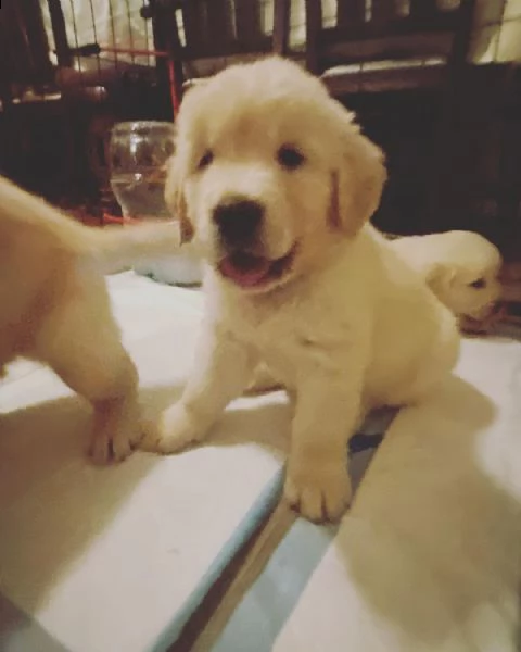 cuccioli di golden retriever addestrati al vasino da regalare