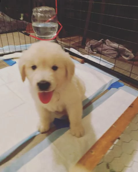 cuccioli di golden retriever addestrati al vasino da regalare | Foto 0