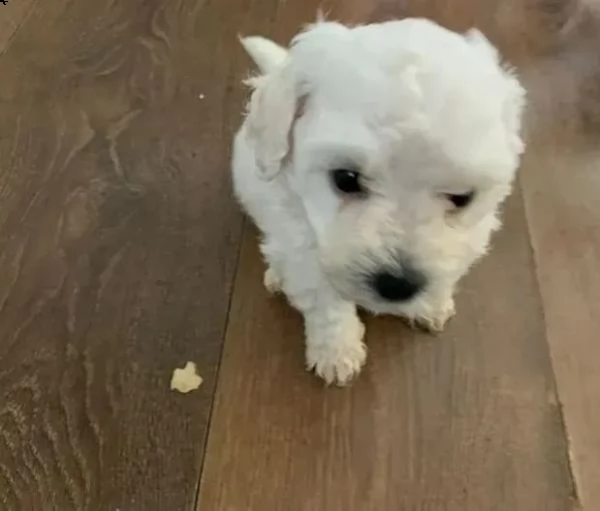 cuccioli di maltese 