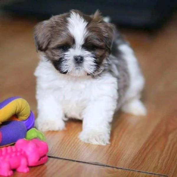 adorabili cuccioli di shih tzu maschi e femmine