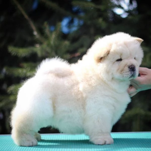 vendo adorabili cuccioli di chow chow