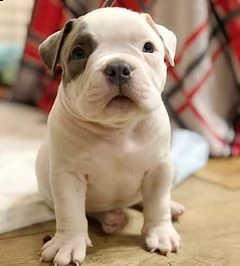 cuccioli di bullo americano | Foto 2