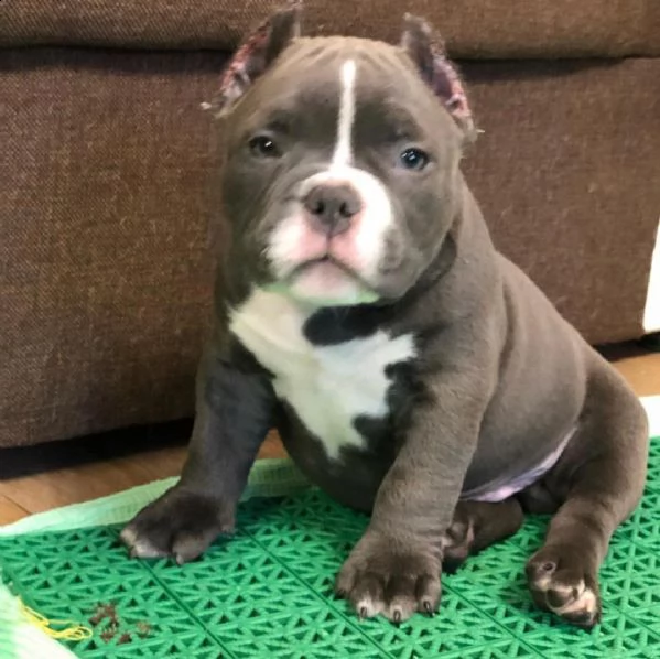 cuccioli di bullo americano | Foto 0