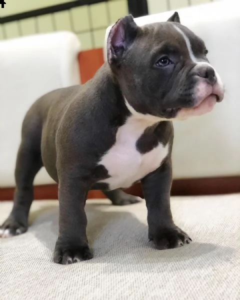 cuccioli di bullo americano