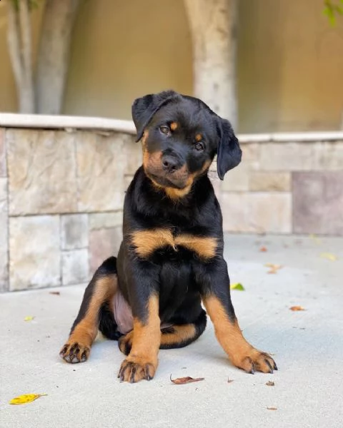 vendo cuccioli di rottweiler | Foto 1