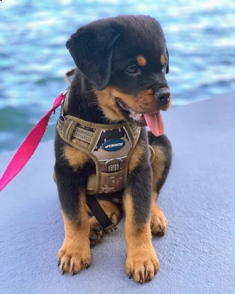 vendo cuccioli di rottweiler | Foto 0