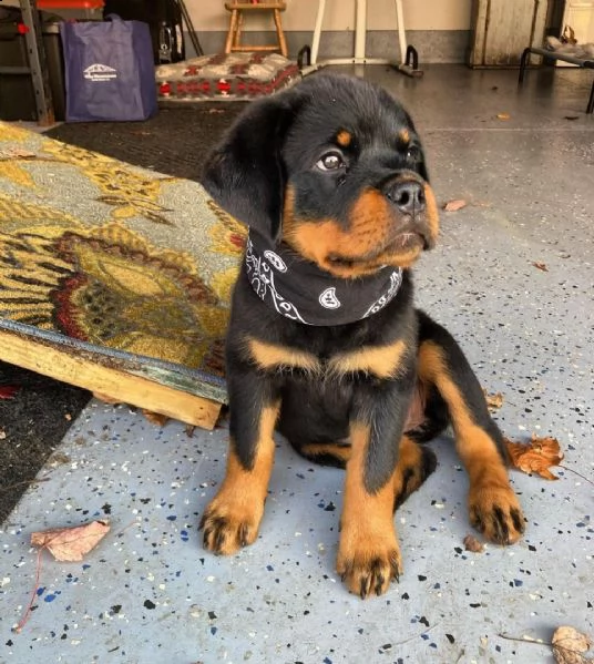 vendo cuccioli di rottweiler