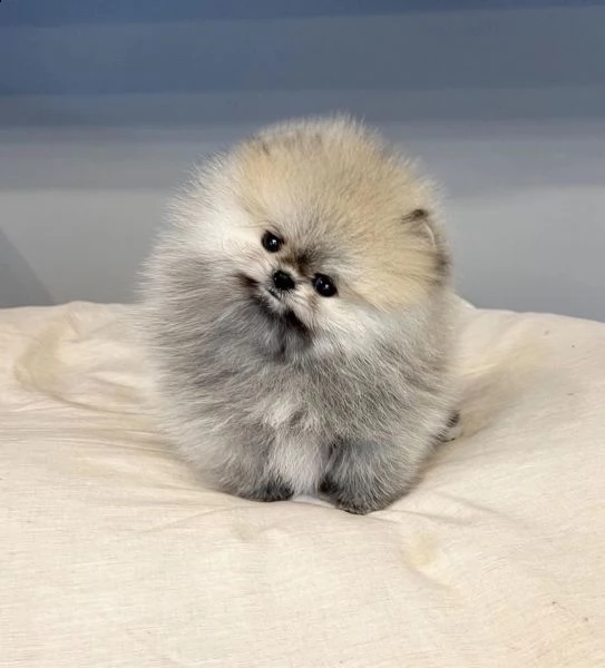 adorabile cucciolo femmina di pomerania