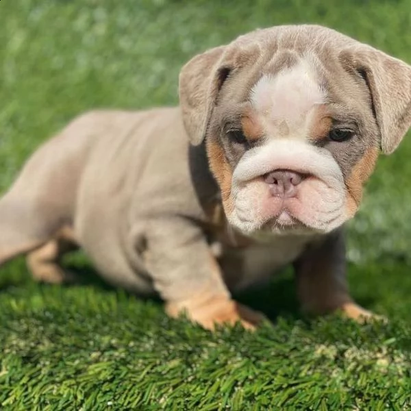 regalo bulldog inglese cuccioli con pedigree