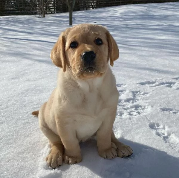 regalo cucciolo regalo cuccioli di labrador