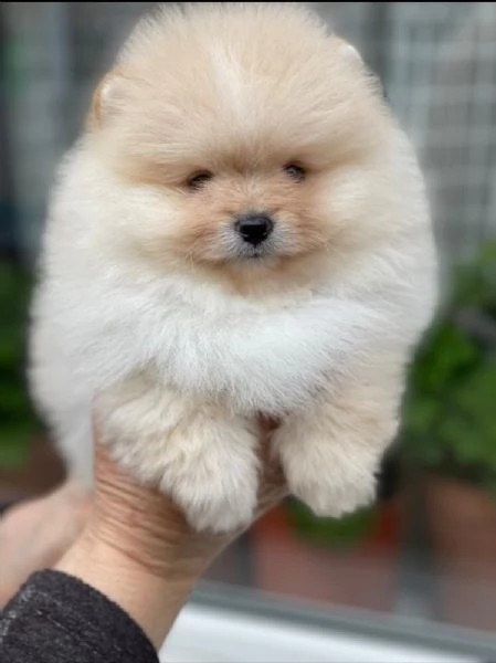 cuccioli di pomerania extra affascinanti