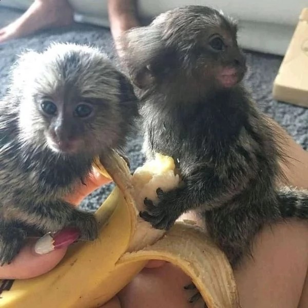 la piccola scimmia marmoset ha bisogno di una casa adorabile con urgenza