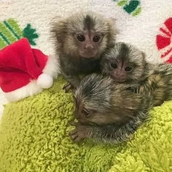 le scimmie marmoset allevate sono disponibili per il ritiro a domicilio