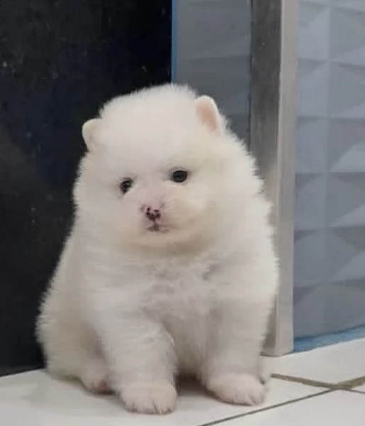 cuccioli di spitz della pomera efficienti 