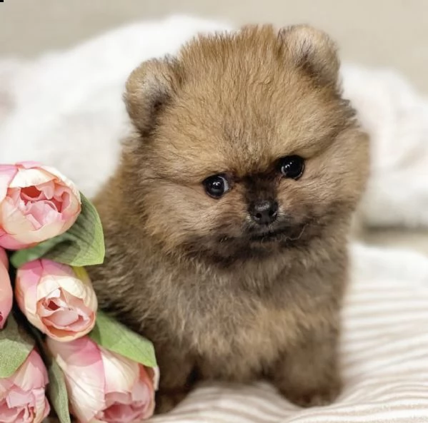 cuccioli di spitz di pomerania dolci e fenomenali