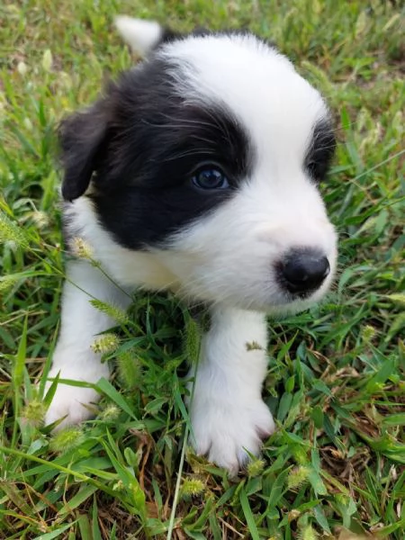 Cuccioli di border collie di alta genealogia  | Foto 13