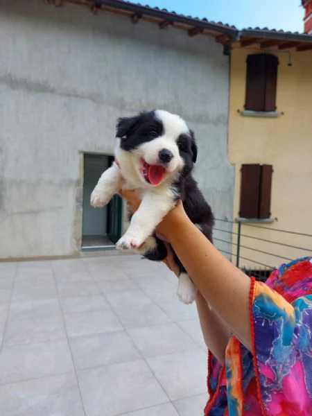 Cuccioli di border collie di alta genealogia  | Foto 7