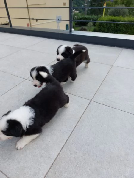 Cuccioli di border collie di alta genealogia  | Foto 5