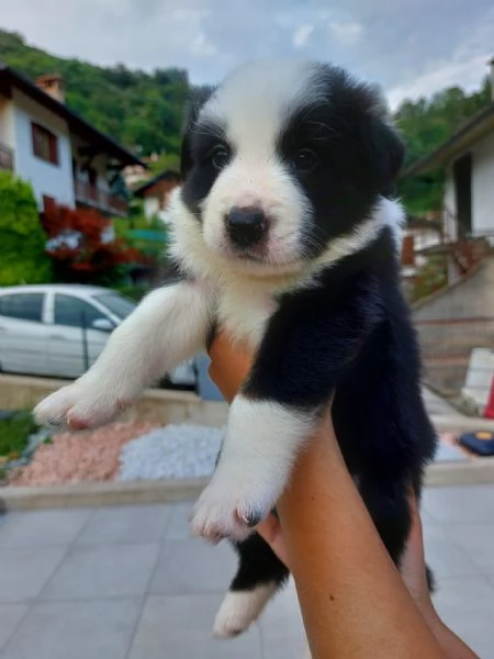 Cuccioli di border collie di alta genealogia  | Foto 4