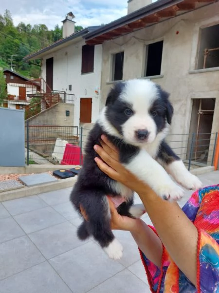 Cuccioli di border collie di alta genealogia  | Foto 3