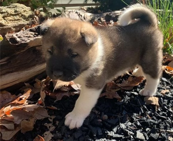 regalo akita cuccioli meravigliosi ! 