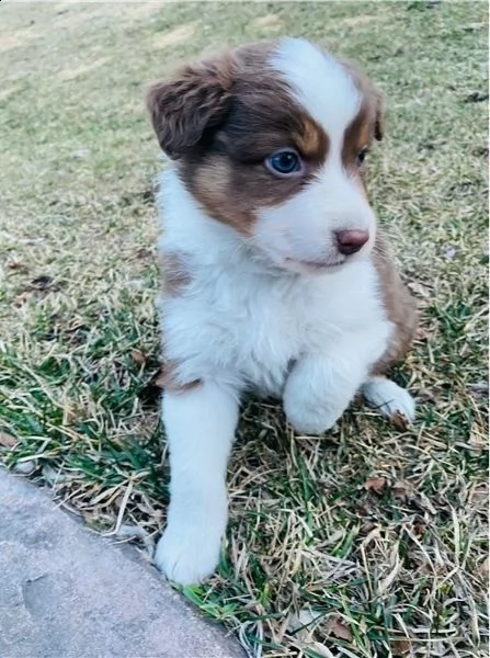 regalo adorabili cuccioli pastore australiano femminucce e maschietti