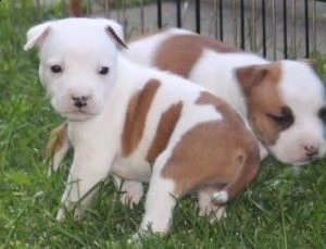 staffordshire terrier maschi e femmine.