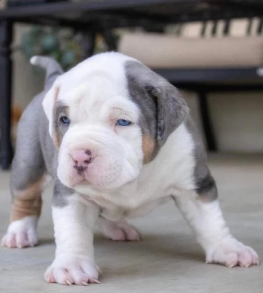 cuccioli di american pit bull terrier