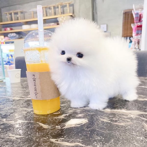 cucciolo di pomerania pronto ora