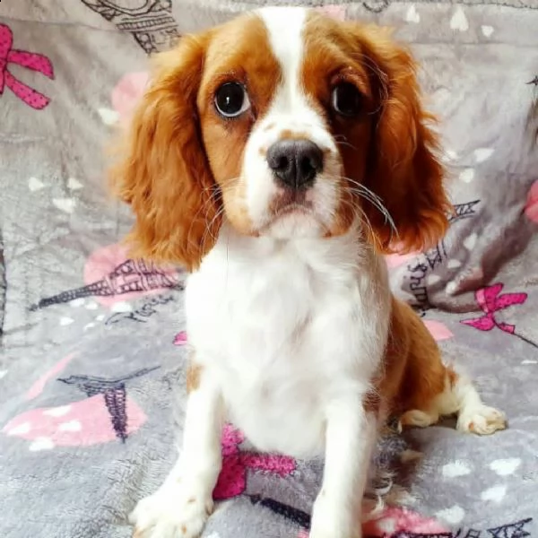 cuccioli di cavalier king  femminucce e maschietti per l'adozione gratuita i cuccioli sono vaccinati