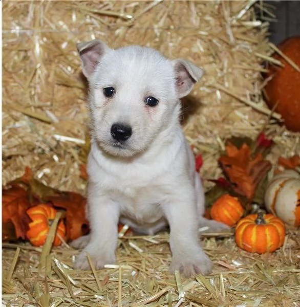 adorabili cuccioli  west highland terrier bianco  femminucce e maschietti disponibili