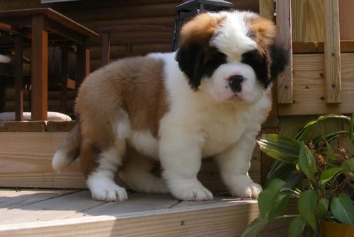 regalo adorabili cuccioli  san bernardo  femminucce e maschietti gratuita