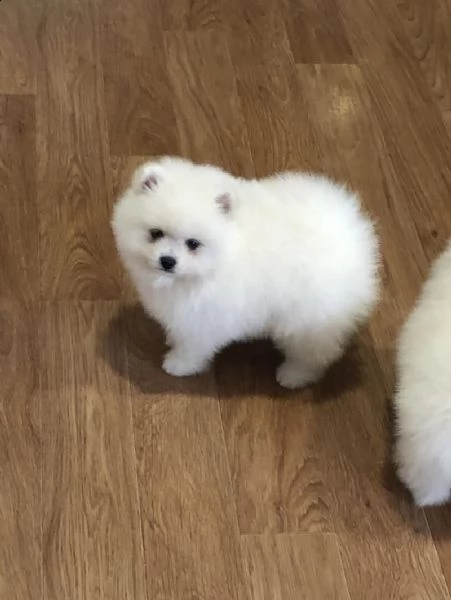 regalo cucciolo regalo pomerania mini giocattolo