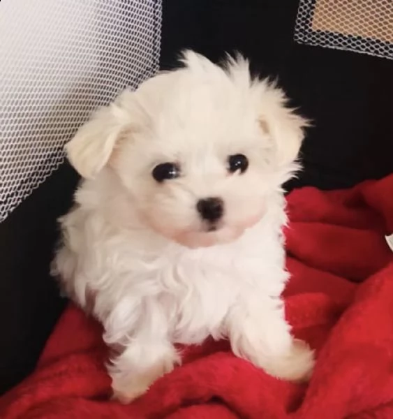 fantastico regalo cucciolo maltese