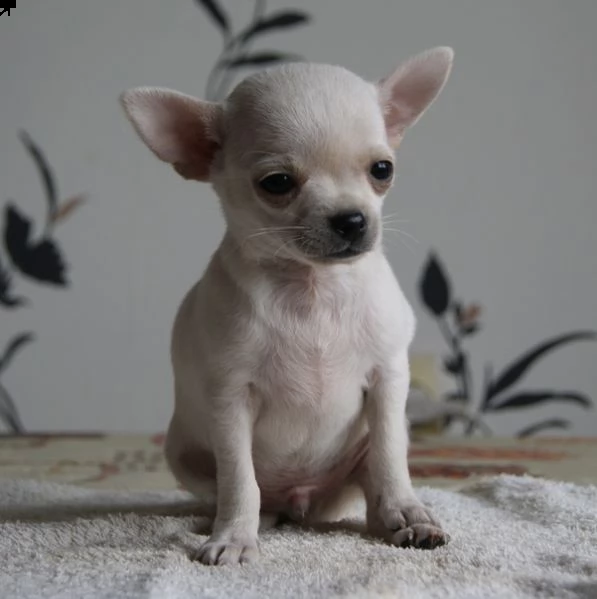 regalo cucciolo regalo cuccioli di chihuahua 200 euros