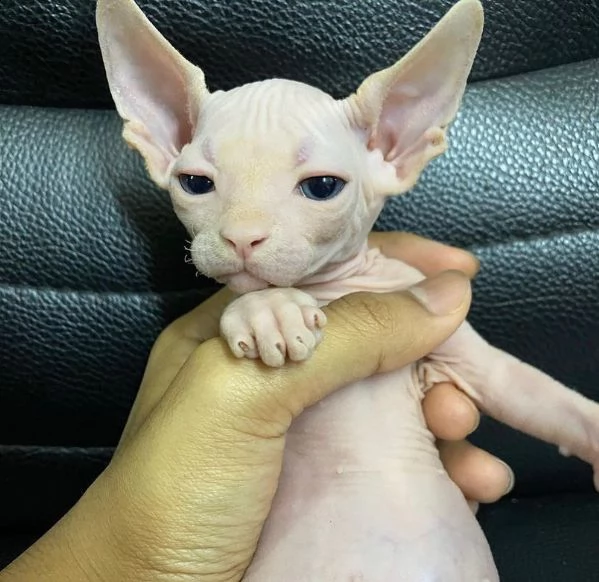 vendo adorabili gattini sphynx | Foto 2