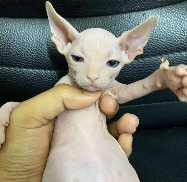 vendo adorabili gattini sphynx | Foto 1