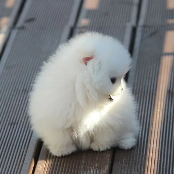 adorabile cucciolo di pomerania per regalo