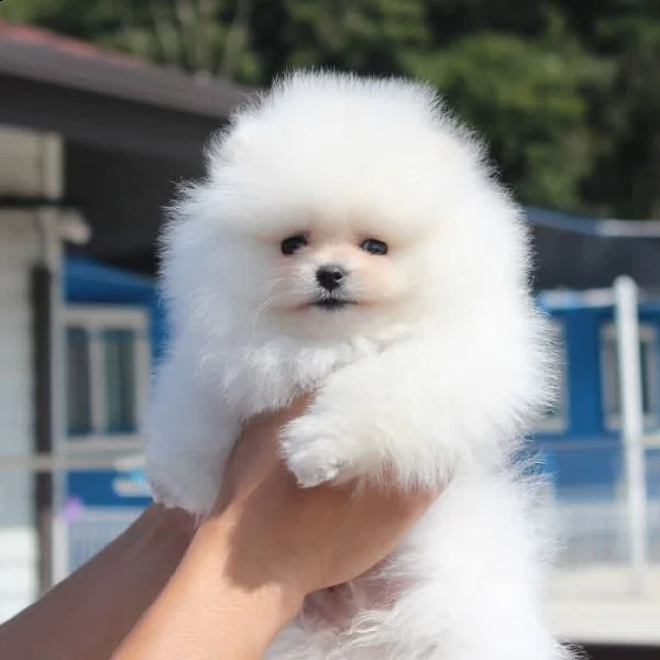 adorabile cucciolo di pomerania per regalo | Foto 0