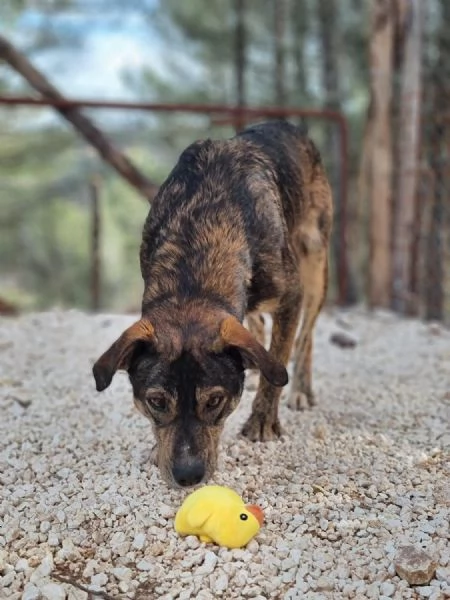 Lillo cerca casa  | Foto 4