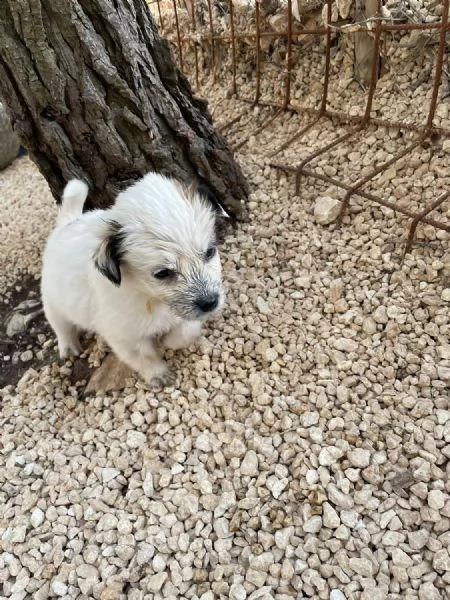 Cucciolo Mini cerca casa  | Foto 1