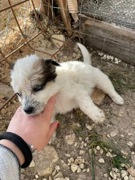 Cucciolo Mini cerca casa 