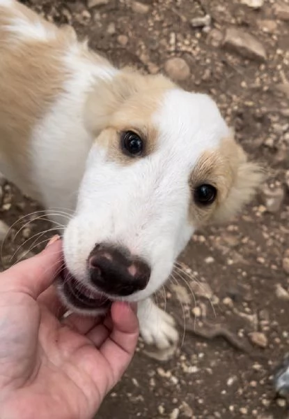 Cucciolo orso cerca casa 