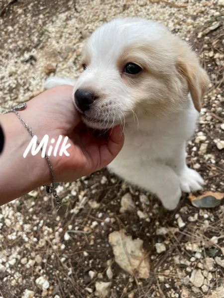 Cucciolo maschio Milk cerca casa  | Foto 2