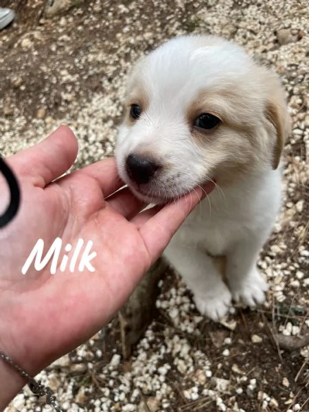 Cucciolo maschio Milk cerca casa  | Foto 0