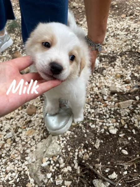 Cucciolo maschio Milk cerca casa 